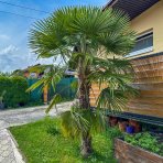 Palma konopná (Trachycarpus fortunei) - výška kmeňa 120-140 cm, celková výška 250-300 cm , kont. C90L (-17°C)